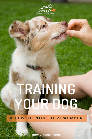 Did you know January is National Train Your Dog Month? Here are a few things to remember.