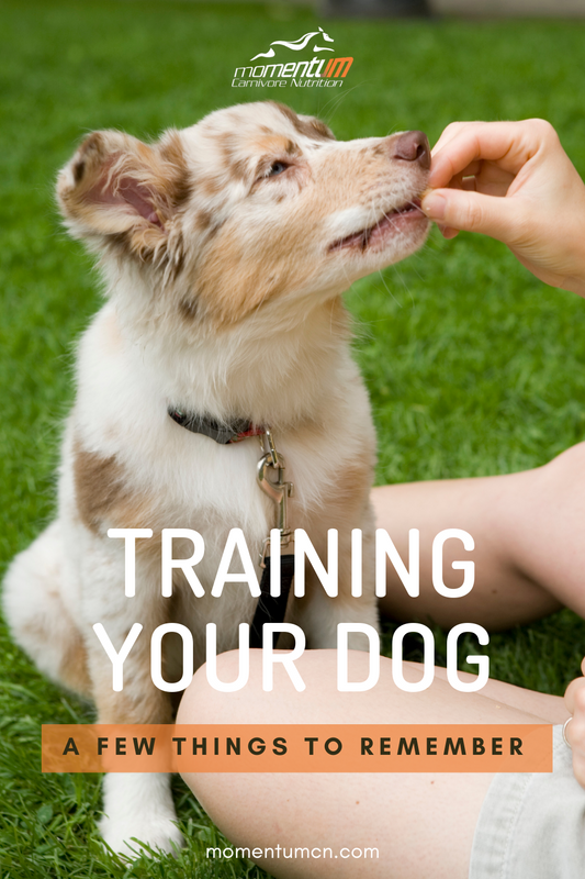 Did you know January is National Train Your Dog Month? Here are a few things to remember.
