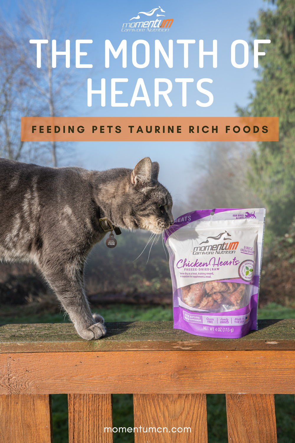 Feeding Pets Taurine Rich Foods MomentumCN