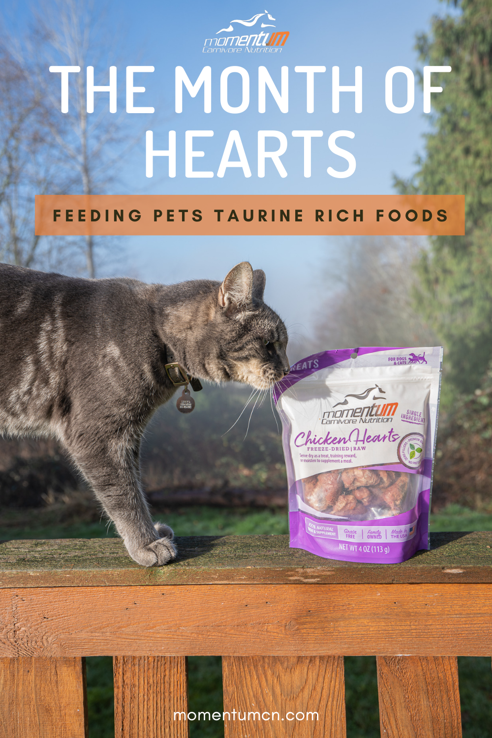 Foods containing taurine for dogs online