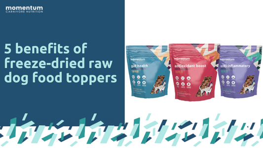 5 benefits of freeze-dried raw dog food toppers