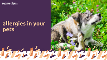 Allergies in Pets