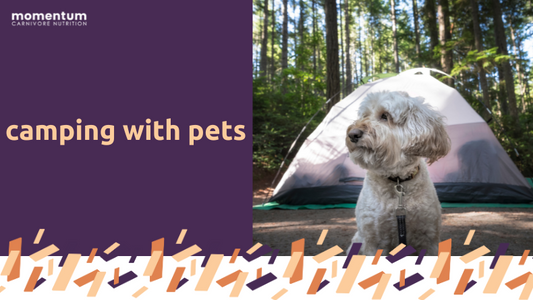 Camping With Pets