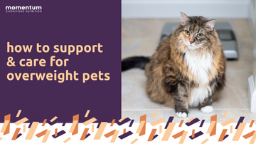 This is an image of a dog with an overlay about overweight pets.