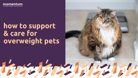 This is an image of a dog with an overlay about overweight pets.