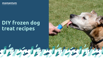 DIY Frozen Dog Treat Recipes