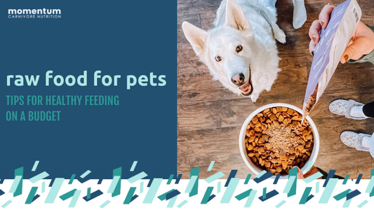 5 Tips for Adding in Wholesome REAL Food to Your Pet’s Diet… On a Budget