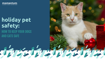 Holiday Pet Safety: How to Keep Your Dogs and Cats Safe