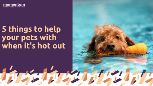5 Things to Help Your Pets With When It's Hot Out