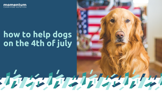 golden retriever with American flag in the background