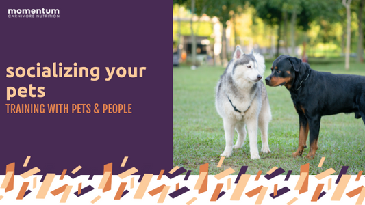 This is an image of pets socializing for the first time. Here are 5 tips to socializing your pet for the first time.