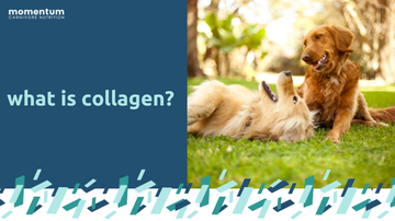 What is Collagen?