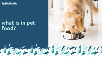 Breaking Down the Ingredients in your Pet’s Food