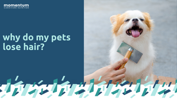 Why is My Pet Losing Hair?