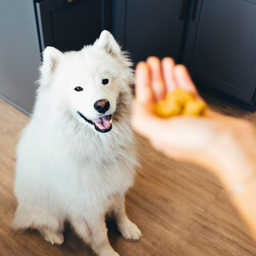 momentum carnivore nutrition wild-caught salmon cat and dog treats. Freeze-dried raw maximize nutrients. All-natural and geo free