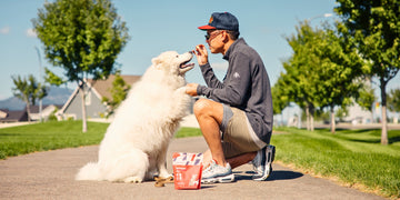 A dog eating momentum carnivore nutrition beef heart dog treats. Make your dog training easier with the treats they love.