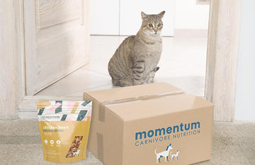 Cat By Food Box
