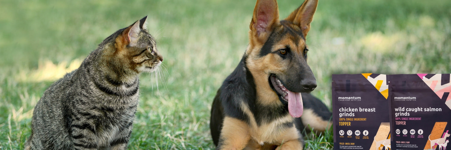 Momentum Carnivore nutrition fall sale items. Get up to 50% off  select sale pet treats, toppers, and chews.