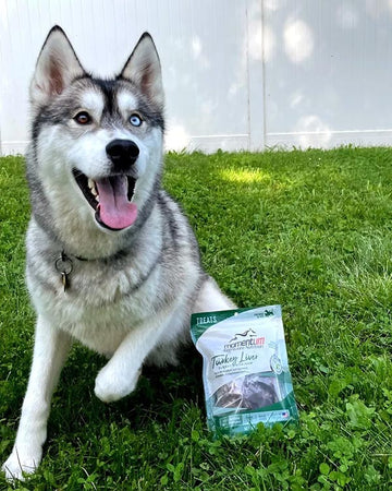 Husky Dog