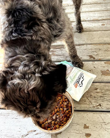 Dog Eating Food