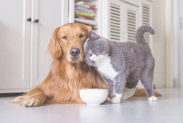 Dog and Cat Playing