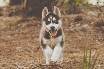 Dog Running