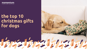 The Top 10 Christmas Gifts for Dogs