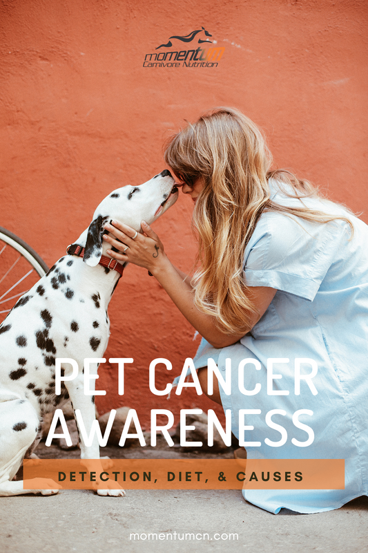 November is National Pet Cancer Awareness Month