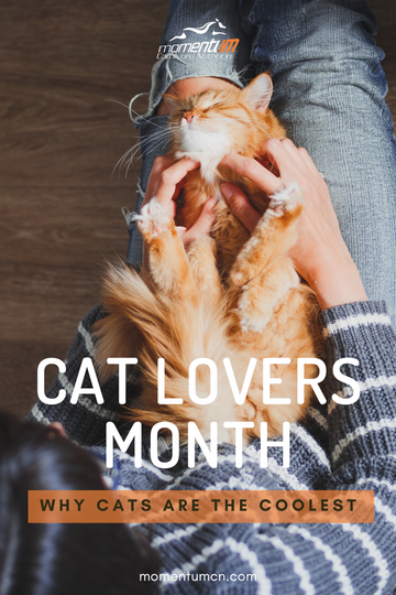 December is National Cat Lover’s Month