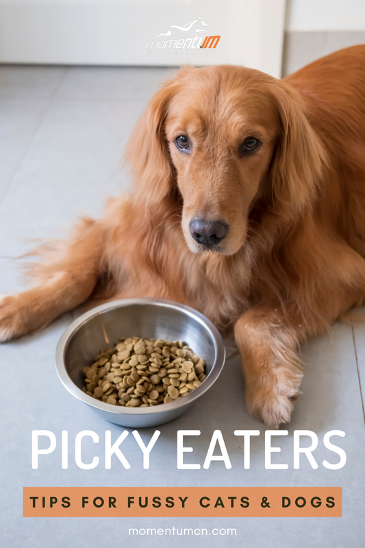 How to Get Your Picky Dog or Cat to Eat