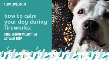 Anxious dog calmed by long-lasting Momentum bully stick chew during fireworks