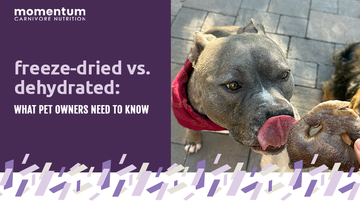 freeze-dried vs. dehydrated: what pet owners need to know