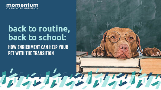 pet enrichment for back to school