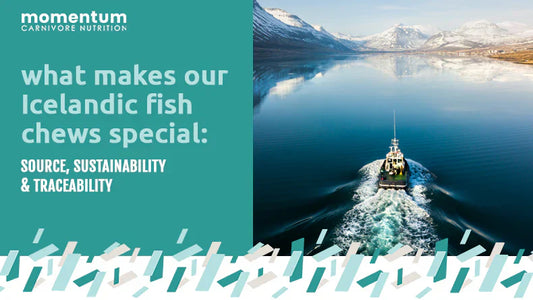 what makes our icelandic fish chews special: source, sustainability & traceability