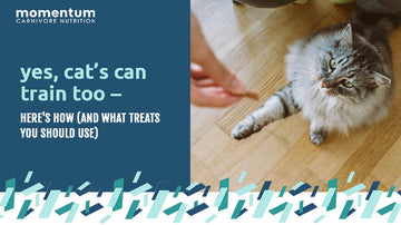 Cat being trained with Momentum freeze-dried single ingredient training treat