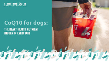 Dog being given a Momentum freeze-dried heart treat for heart health