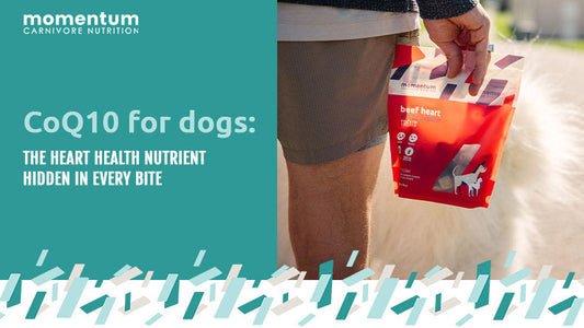 Dog being given a Momentum freeze-dried heart treat for heart health