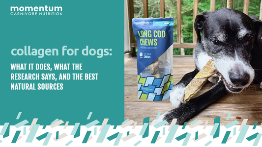 dog chewing a natural collagen-rich cod skin chew