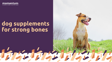 This an article about bone health in dogs. Are you looking for dog supplements or cbd for pets? 