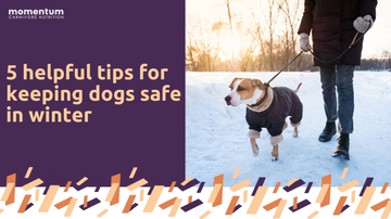 5 Helpful Tips for Keeping the Dogs Safe in Winter