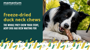 freeze-dried duck neck chews: the whole prey chew your itchy, achy dog has been waiting for