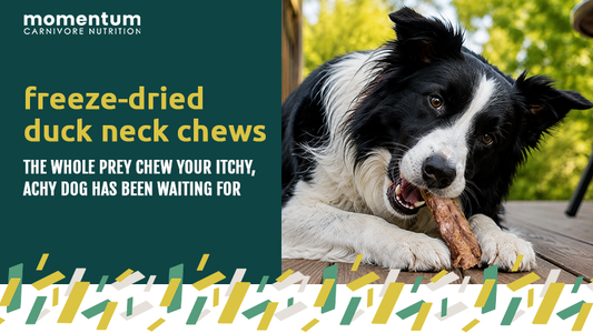 freeze-dried duck neck chews: the whole prey chew your itchy, achy dog has been waiting for