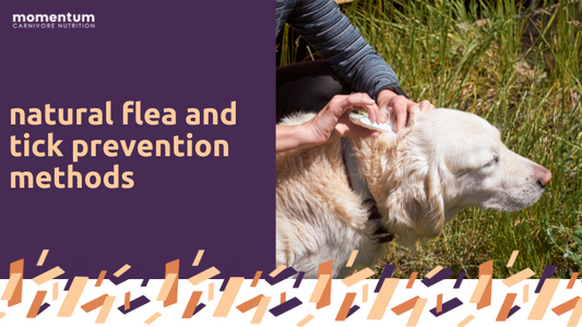 What are some Natural Flea and Tick Prevention methods?
