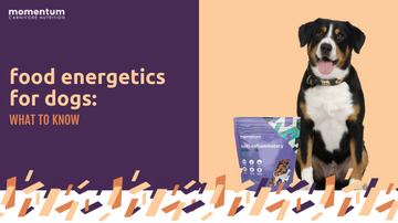 food energetics for dogs: what to know