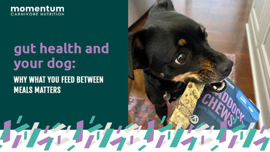 gut health and your dog: why what you feed between meals matters