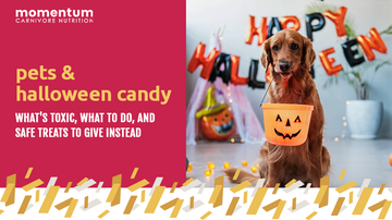 dog with trick or treat basket