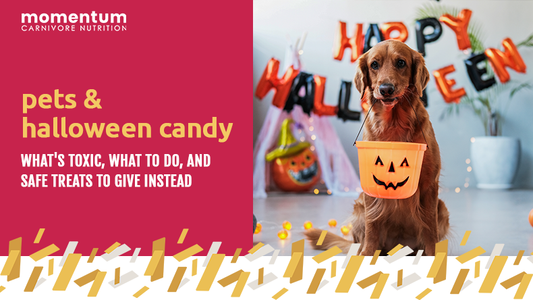 dog with trick or treat basket