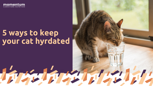 5 Ways to Keep Your Cat Hydrated