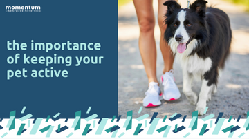 the importance of keeping your pet active
