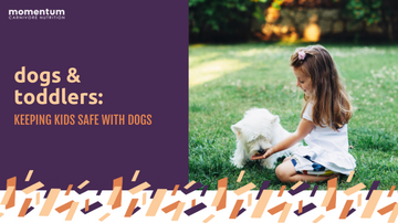 Dogs & Toddlers: Keeping Kids Safe with Dogs
